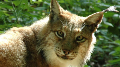 Luchs im Wildpark