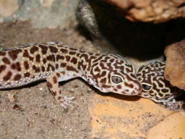 Leopardgecko Image