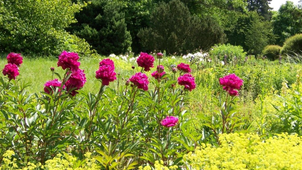 La vallée des fleurs