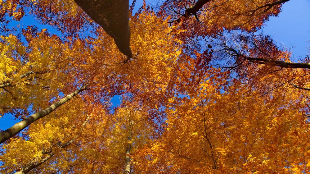 Herbstliche Bäume im Stadtwald