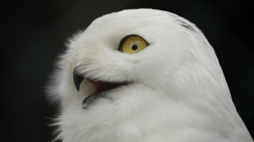 Schneeeule (Foto: Zoo Saarbrücken) Image