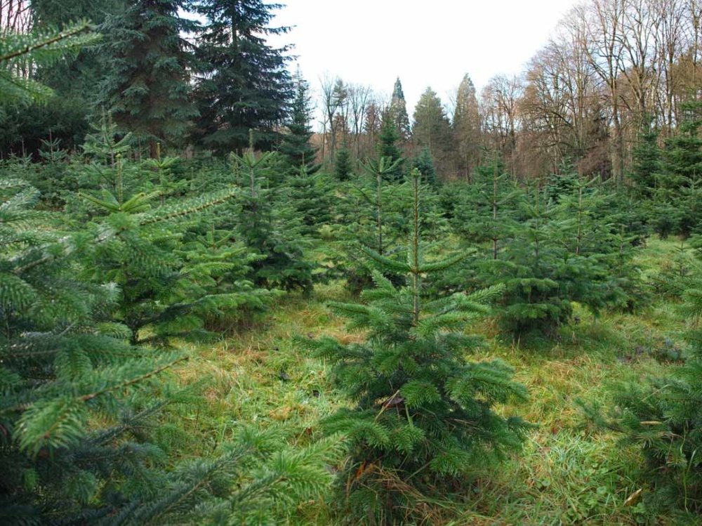 Die Tannenbäume im Stadtwald werden vor Weihnachten geerntet und als Weihnachtsbäume verkauft. 