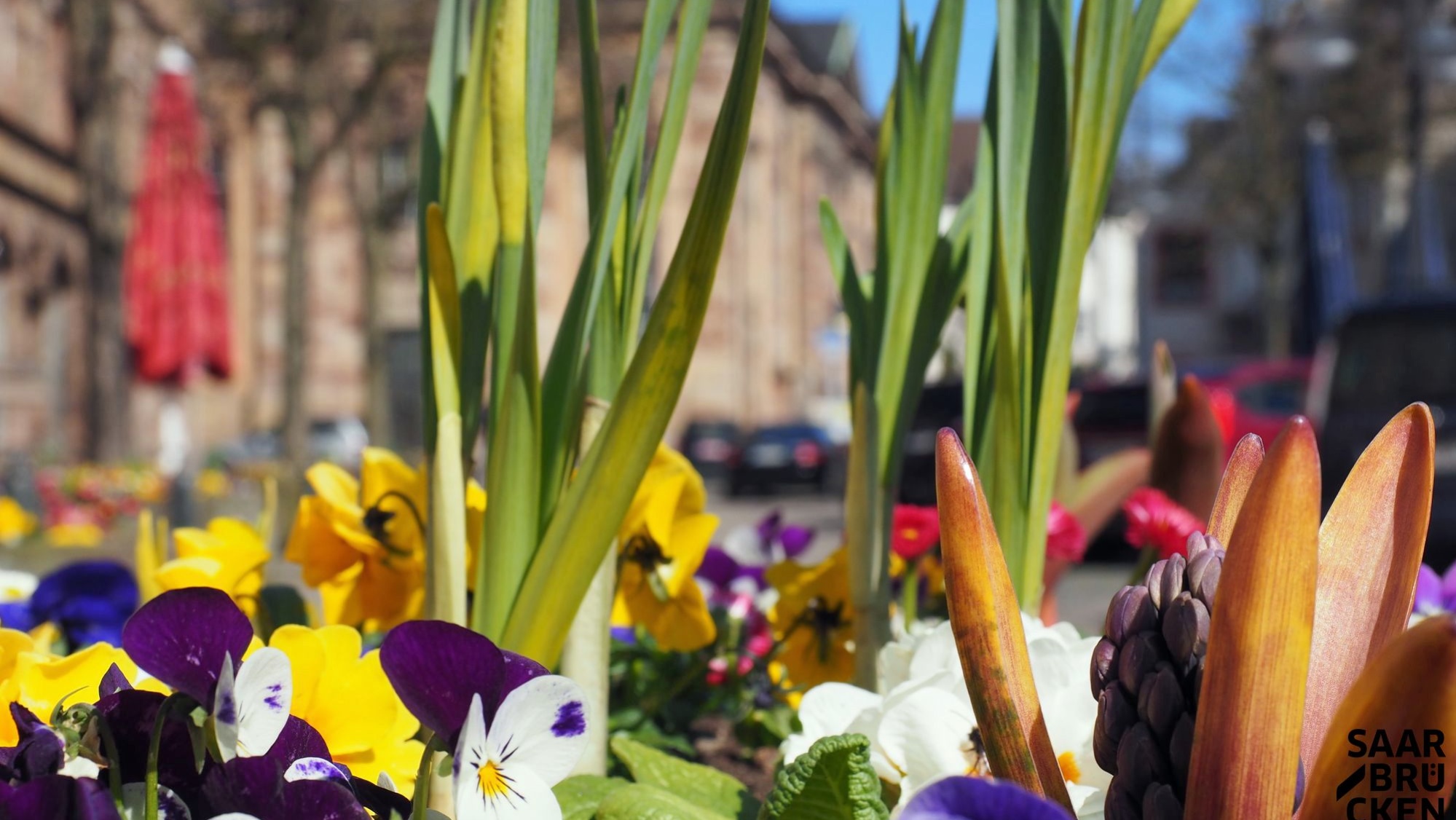 Beetpflanzen in der Türkenstraße