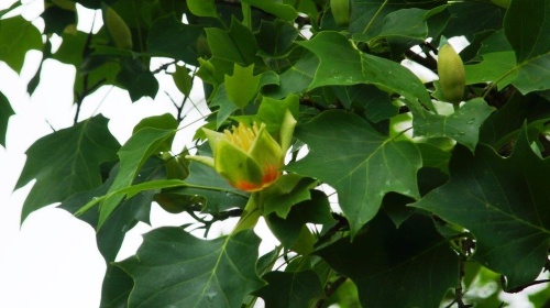 Tulipier (Liriodendron tulipifera)