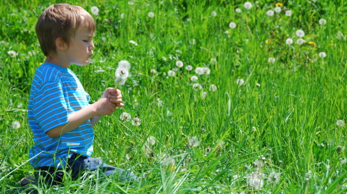 Junge mit Pusteblume (Foto: Marzanna Syncerz/fotolia)