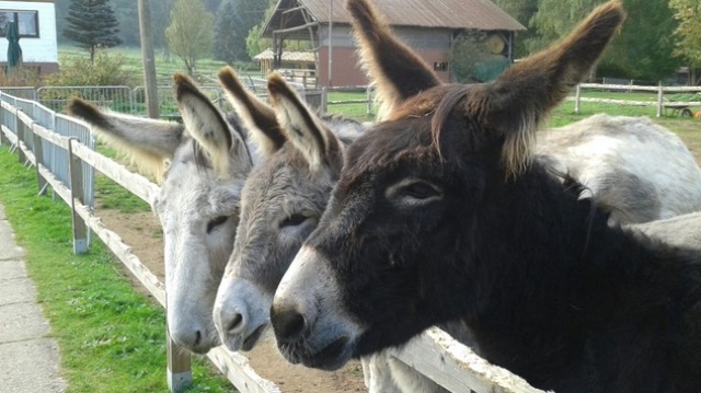  Esel auf der Saar Alpaka Farm