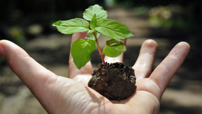 Hand mit einer Baumpflanze (Foto: Stefan Merke/Fotolia)