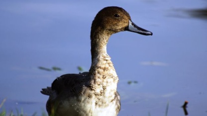 Wasservögel im DFG: Spießente