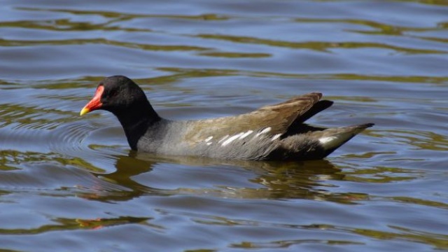Wasservögel im DFG: Teichralle