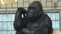 Gorillaweibchen Bagira lebt seit Januar 2018 im Saarbrücker Zoo