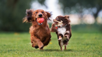 Zwei kleine Hunde laufen über eine Wiese (Foto: otsphoto/shutterstock)