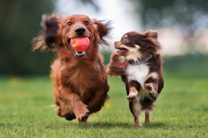 Zwei kleine Hunde laufen über eine Wiese (Foto: otsphoto/shutterstock)