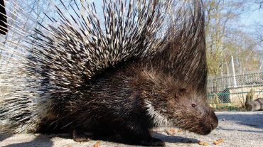 Stachelschwein Image