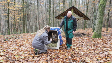 Rehkitz Bambi im Wildpark Image