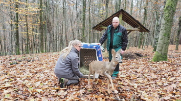 Rehkitz Bambi im Wildpark Image