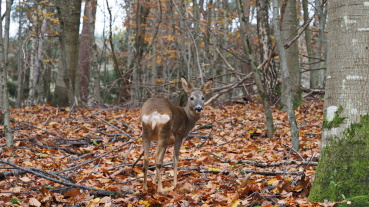 Rehkitz Bambi im Wildpark Image