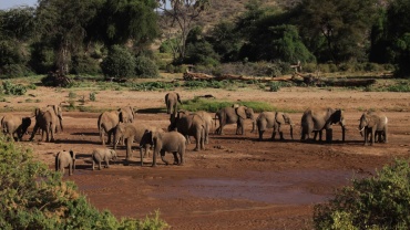 Elefanten im Samburu-Nationalpark Image