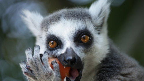 Katta im Zoo Saarbrücken frisst Obst