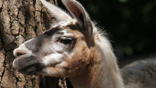 Lama Ronja