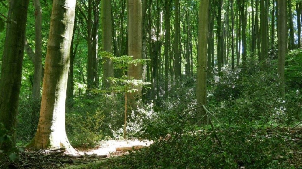 Naturzeit im Stadtwald Saarbrücken