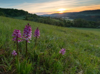 UNESCO-Biosphärenreservat Bliesgau: Orchideenwiese