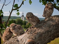 Natur erleben - bei den Steinkäuzen am Kreuzberg 