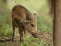 Frischling im Wildpark