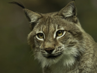 Wildpark-Luchs