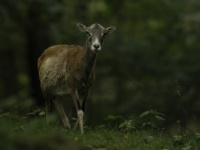 Mufflon im Wildpark