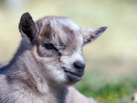 Zicklein im Wildpark