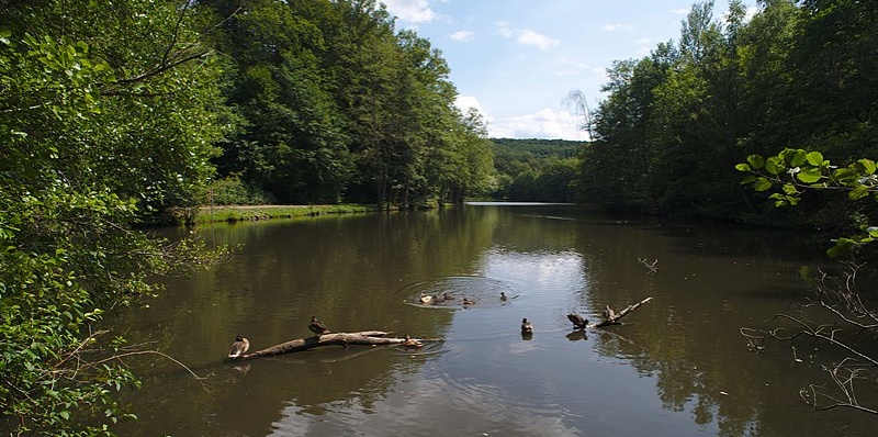 Aufnahme des Netzbachweiher