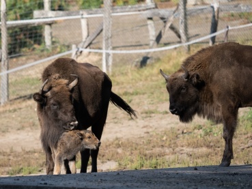 Wisent-Nachwuchs im Saarbrücker Wildpark Image