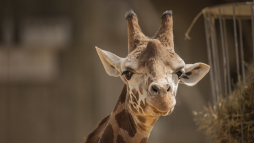 Giraffe, Zookalender 2021, Foto: Rebecca Forster Image