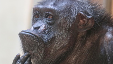 Schimpanse, Zookalender 2021, Foto: Sandra Schick Image