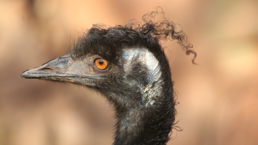 Emu, Zookalender 2021, Foto: Ronald Henss Image