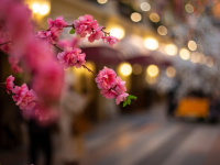 Kirschblüten Kirschblüten mit Lichtern im Hintergrund