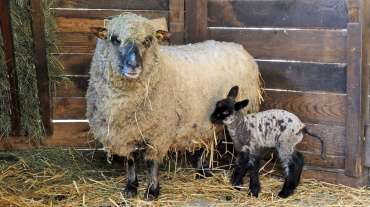 Shropshire-Schaf-Lämmchen Image