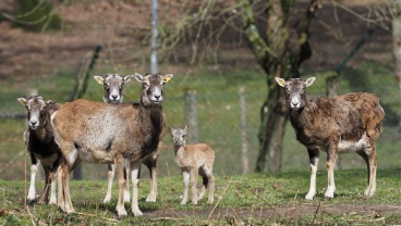 Mufflon-Lamm in der Herde Image