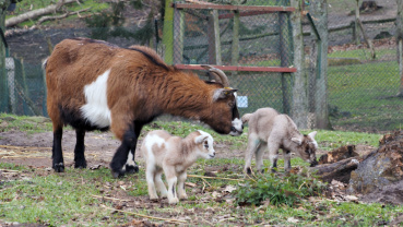 Zwei Zwergziegenböckchen mit Mutter Image