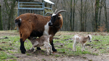 Zwergziegen-Nachwuchs mit Mutter Image