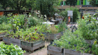 Beispiel für Urband Gardening, Neugestaltung Bürgerpark