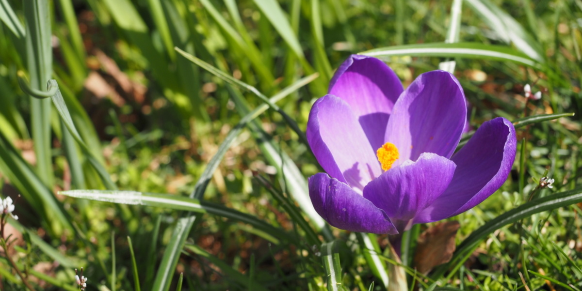 Zu sehen ist zwischen vielem Grün ein leuchtet lila Krokus, dessen Blütenstempel in intensivem Orange heraussticht.