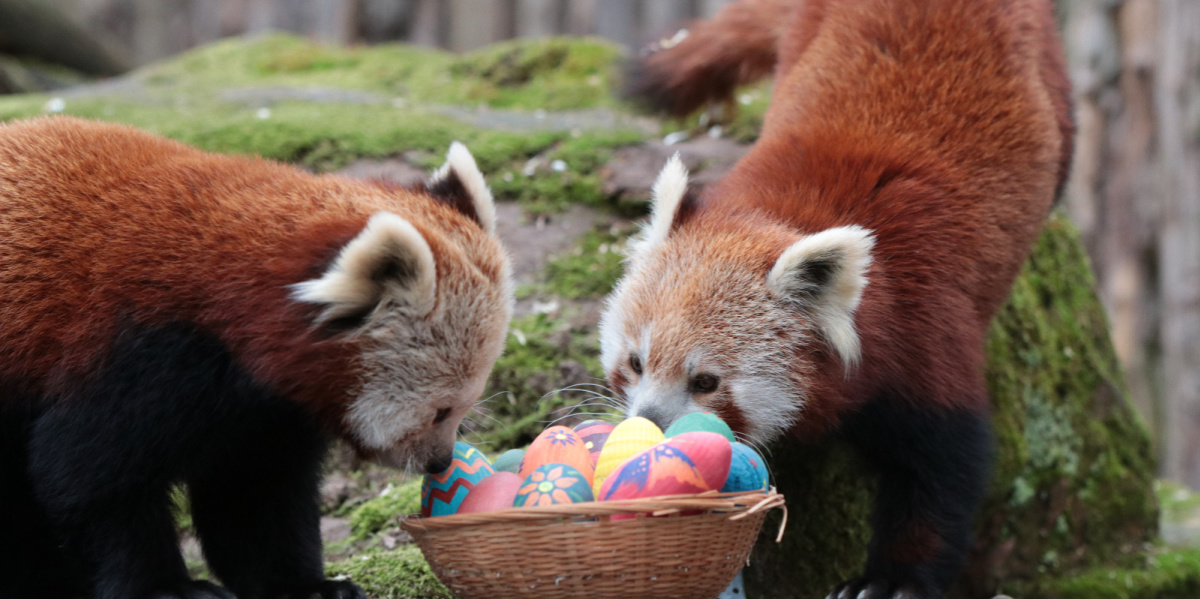 Zu sehen sind zwei Rote Pandabären bei der Ostereiersuche in ihrem Gehege im Saarbrücker Zoo,