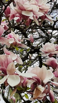 Magnolie am Staden