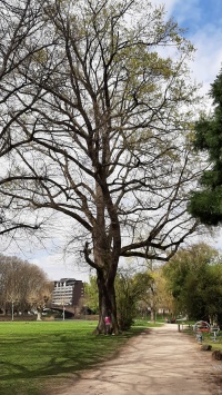 Wunschbaum am Staden