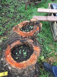 Pflanzen im Nachbarschaftsgarten