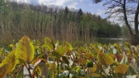 Burbacher Waldweiher