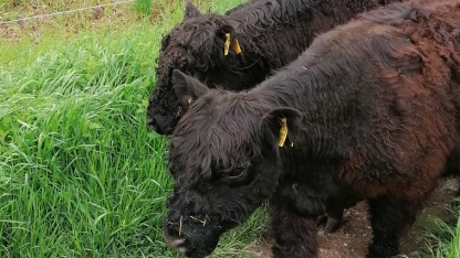 Die Gallowayrinder  bei ihrer Ankunft auf den St. Arnualer Wiesen am 15. Mai 2021