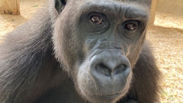 Neues Gorilla-Weibchen Miyuma im Saarbrücker Zoo Image
