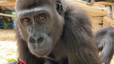 Neues Gorilla-Weibchen Miyuma im Saarbrücker Zoo Image